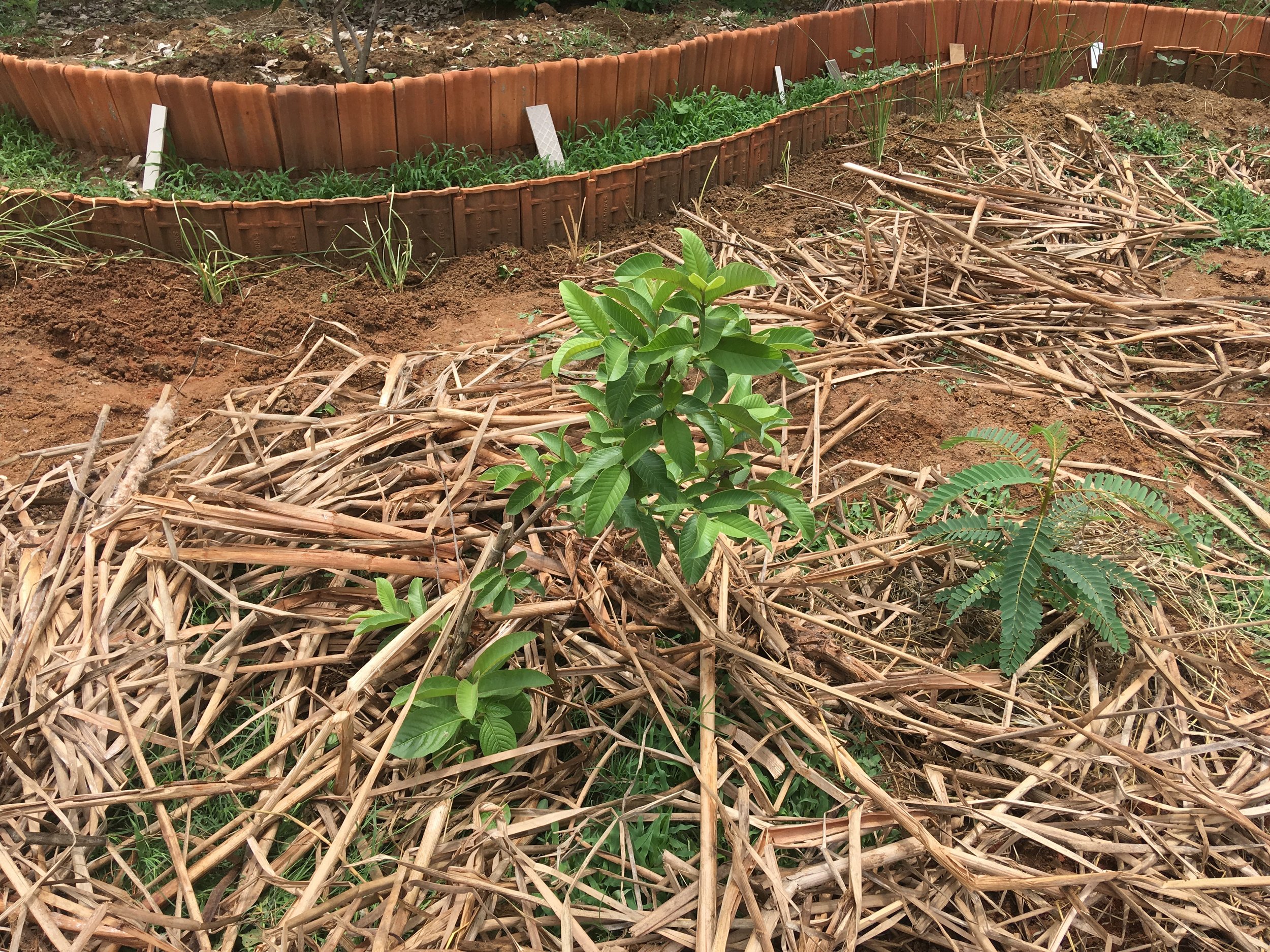 1.36 Cr Saplings Planted In 2024-25 Under Cauvery Calling, Total Plantation Soars To 12.2 Cr