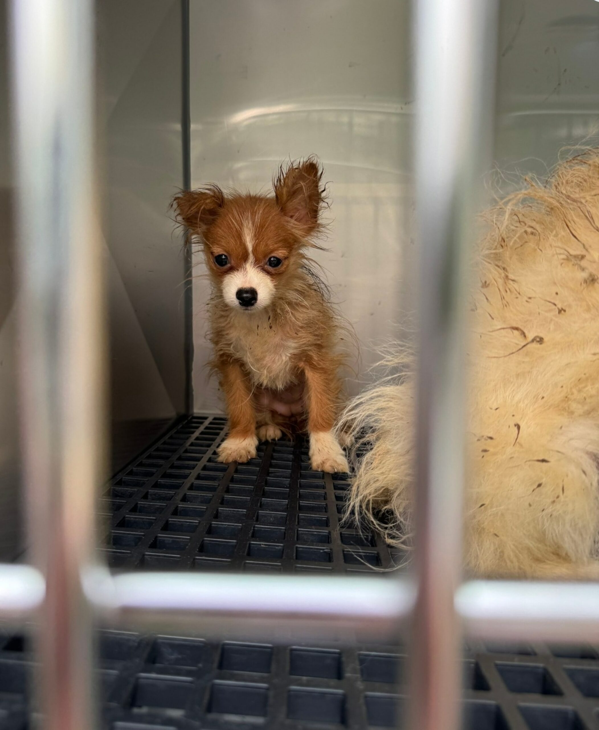 101 dogs rescued from apparent puppy mill in North Carolina