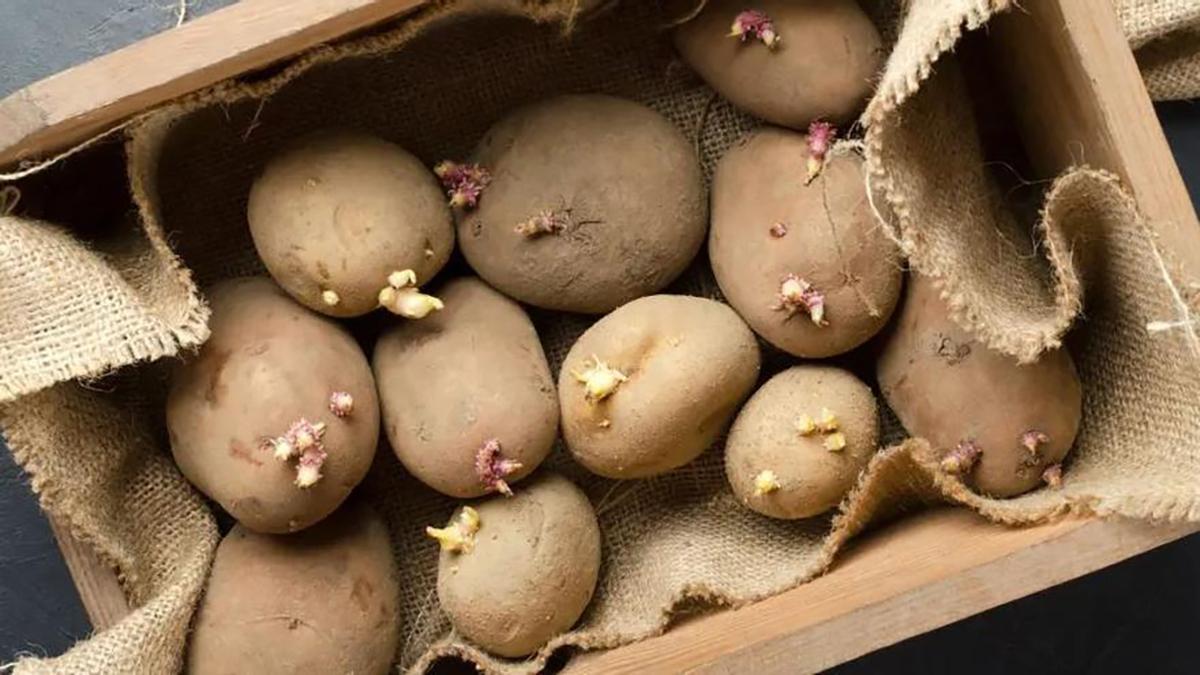 El truco fácil de la abuela para eliminar las malas hierbas del jardín con 3 productos que tienes en la cocina
