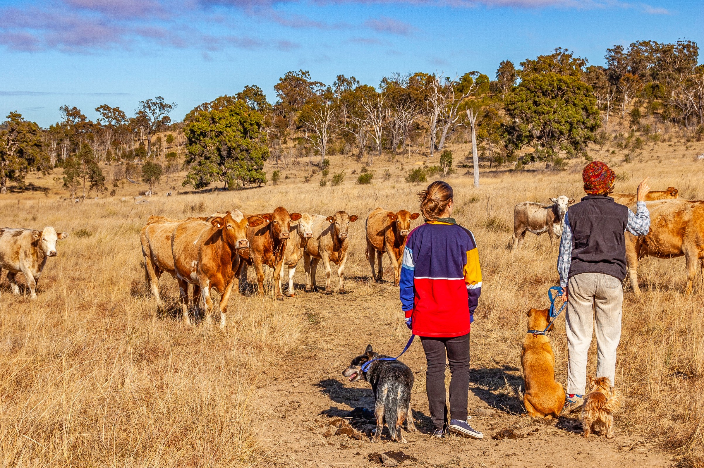 Australian farmers desperate for answers over unrealised capital gains tax as Jim Chalmers works to overhaul super