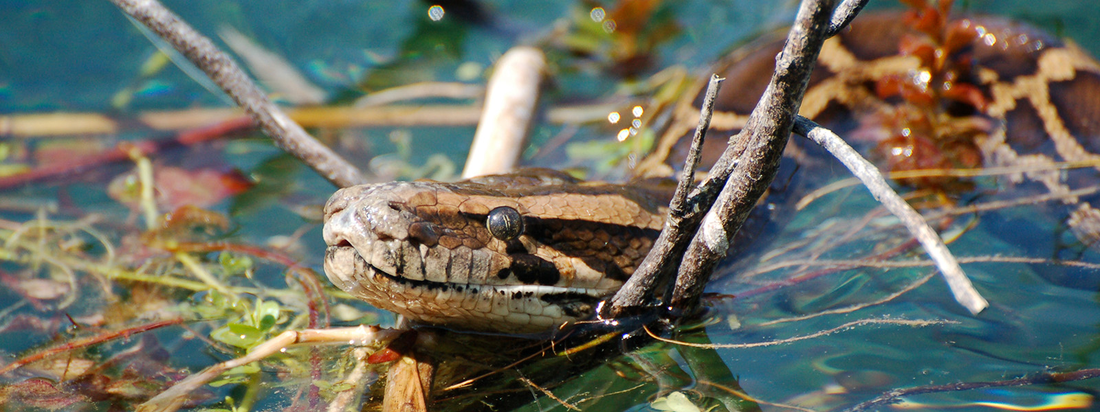 7 Invasive snakes in the USA you need to know about from Burmese Python to Green Anaconda