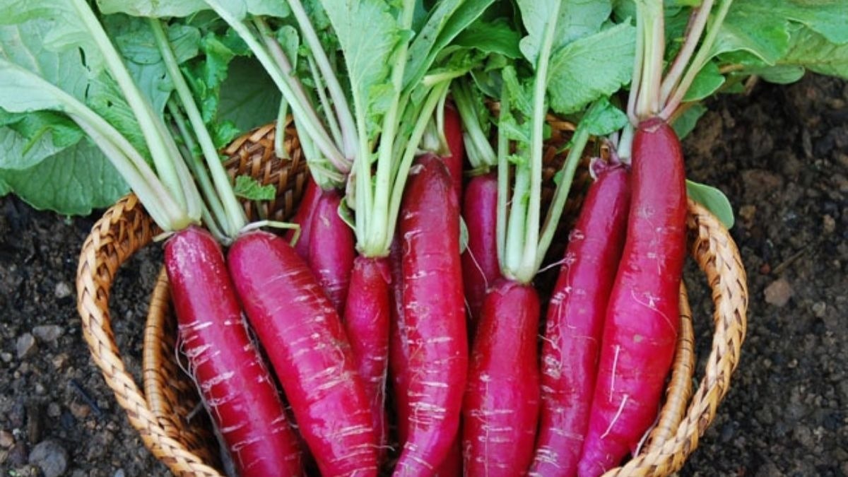 Cultivation of red radish will generate huge income, farmers should order seeds from home