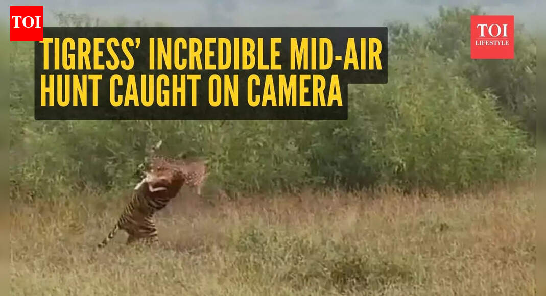 Tigress’ incredible mid-air hunt caught on camera– the internet can’t stop watching