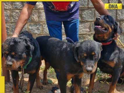 Karnataka SHOCKER: Woman mauled to death by two Rottweiler dogs in Davangere; dog owner arrested
