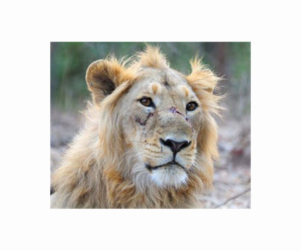 Indian pride as Asiatic lions roar back