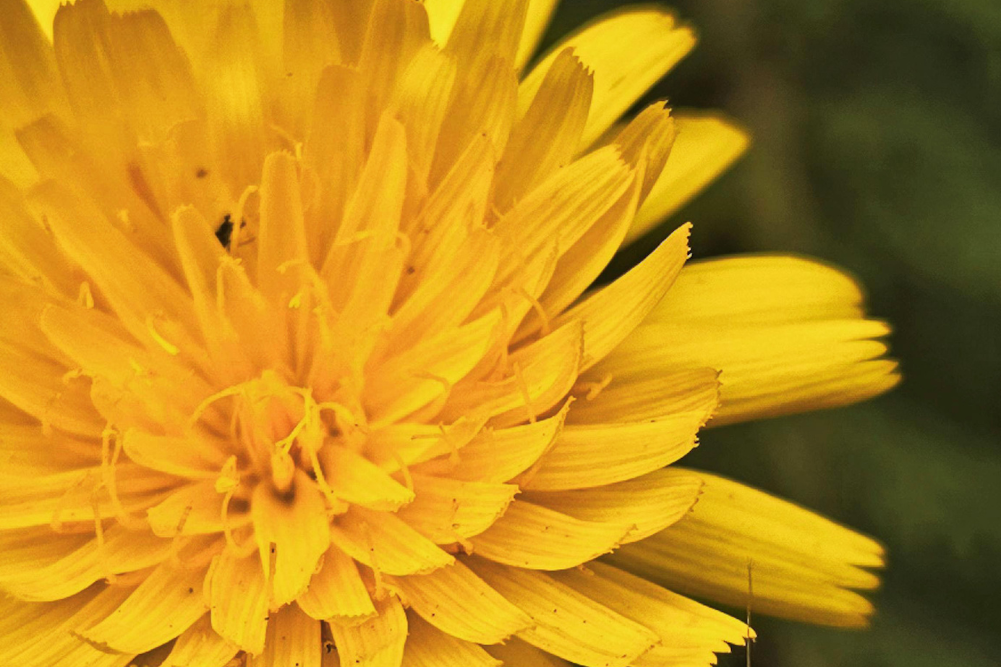 Dandelion root for detoxification
