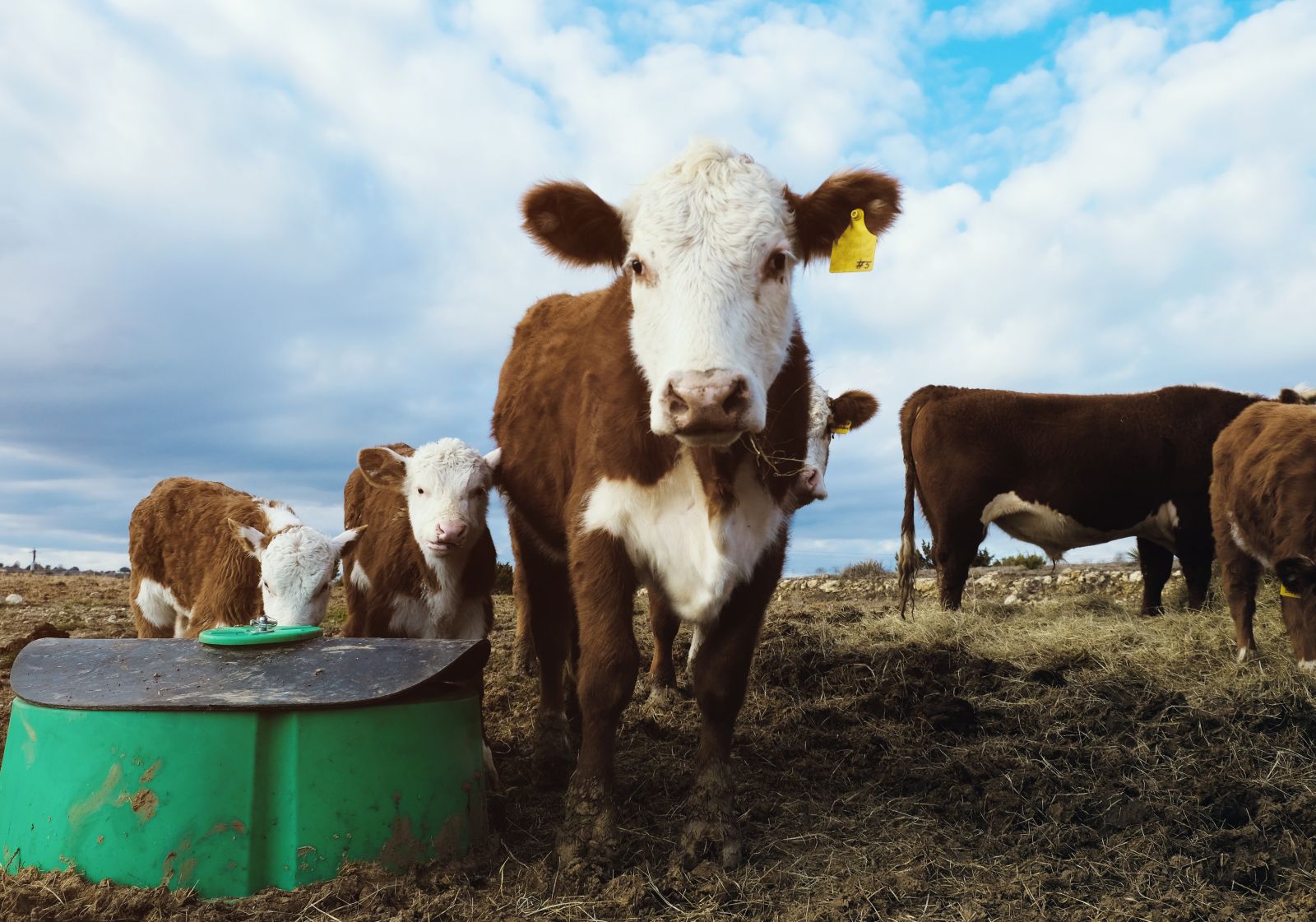 Cattle Falling Ahead of Cattle on Feed Report