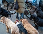 Party poopers: New Yorkers sniff at pet owners leaving behind animal waste