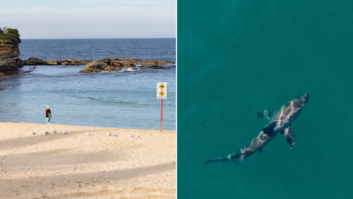 More than 100 years after a teen lifesaver was killed at Coogee, Australia is still divided over shark culls