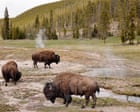 Man tossed into the air by ‘agitated’ bull bison was grandfather visiting Yellowstone with grandson