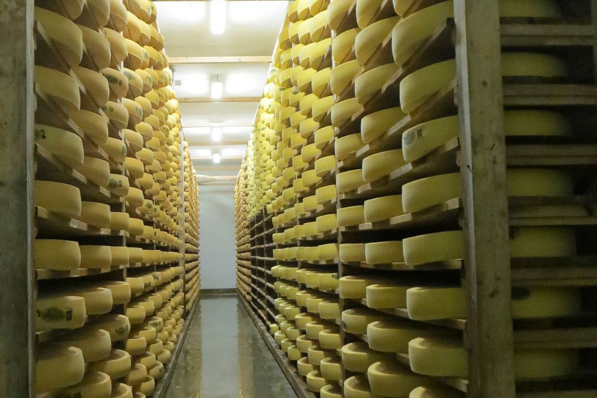‘No More Grass Left to Eat’: France Relaxes Rules on Iconic ‘Protected’ Cheese Amid Drought