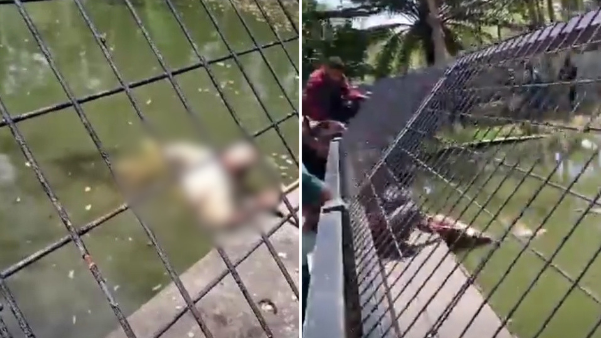 Wildlife worker attacked by crocodile at Adventure Park in Port Moresby, Papua New Guinea