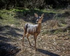 Judge rules 2,000 Catalina Island deer can be killed to save native plant species