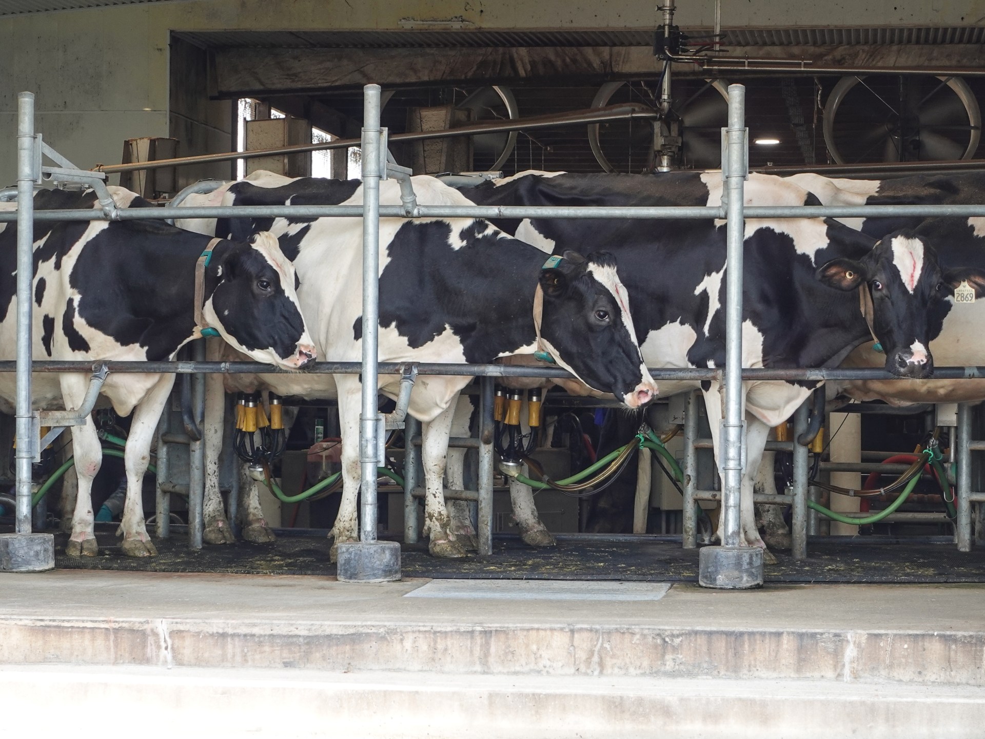 Trump tariffs hit Canada’s dairy farmers as US sales stall