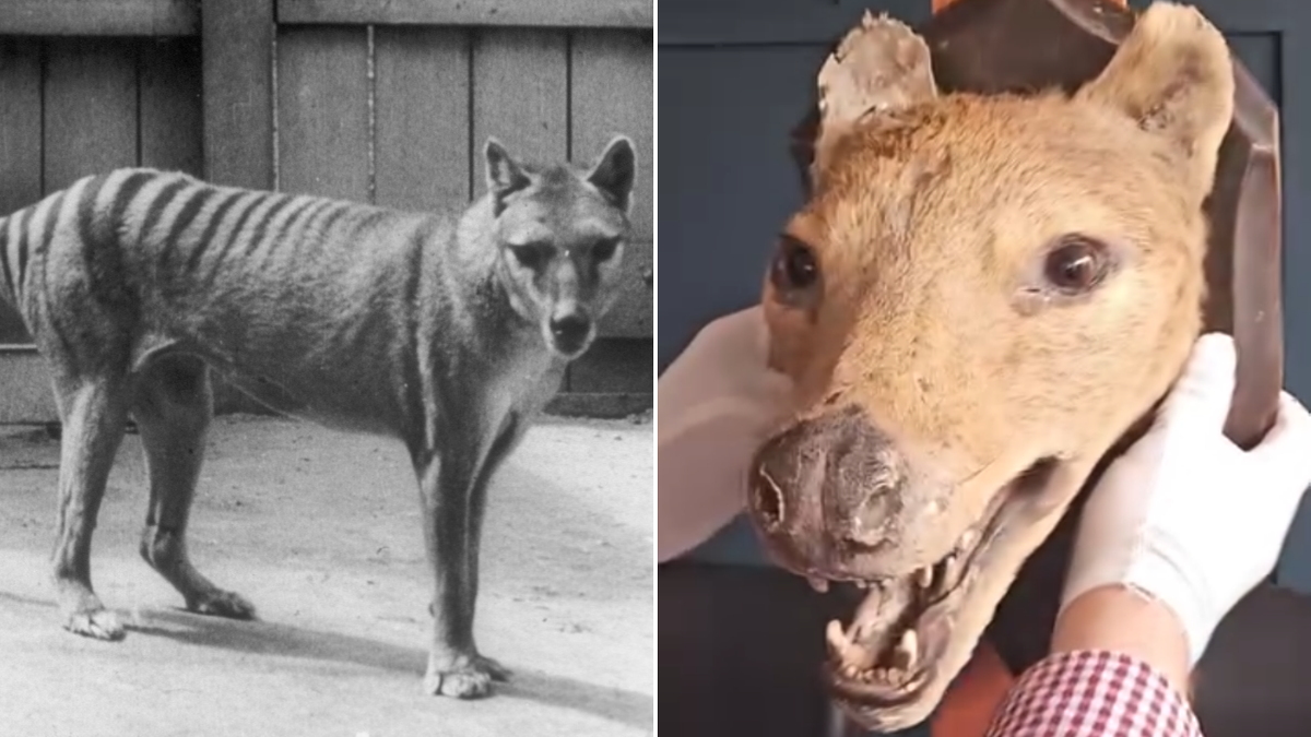 Tasmanian Tiger head set to sell for almost $100,000 at auction in England