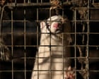 Bird flu outbreak at Utah mink farm sparks concerns about government response